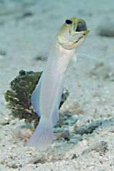 brooding Yellow Head Jawfish by Adam Laverty 